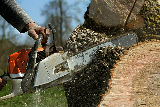 How Our Tree Care Process Works  in Detroit Lakes, MN